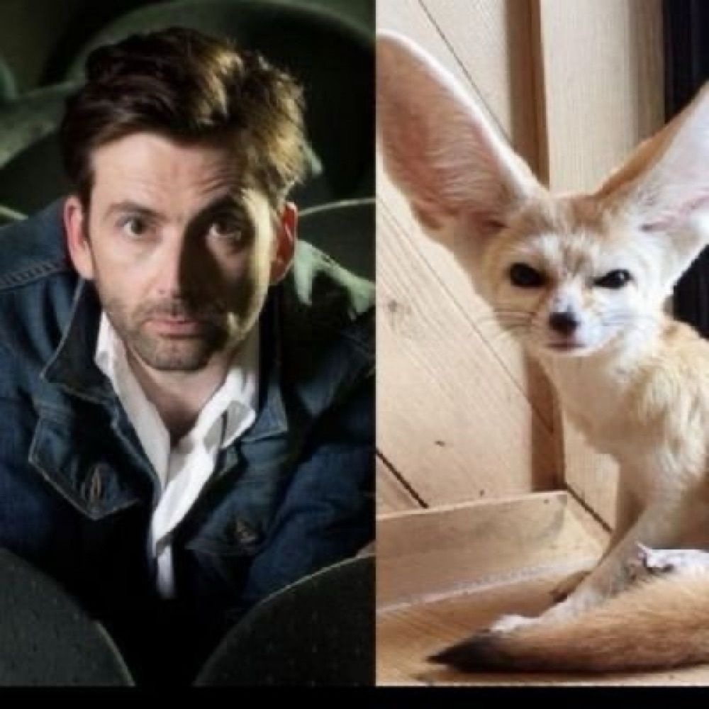 David Tennant as a Fennec Fox!