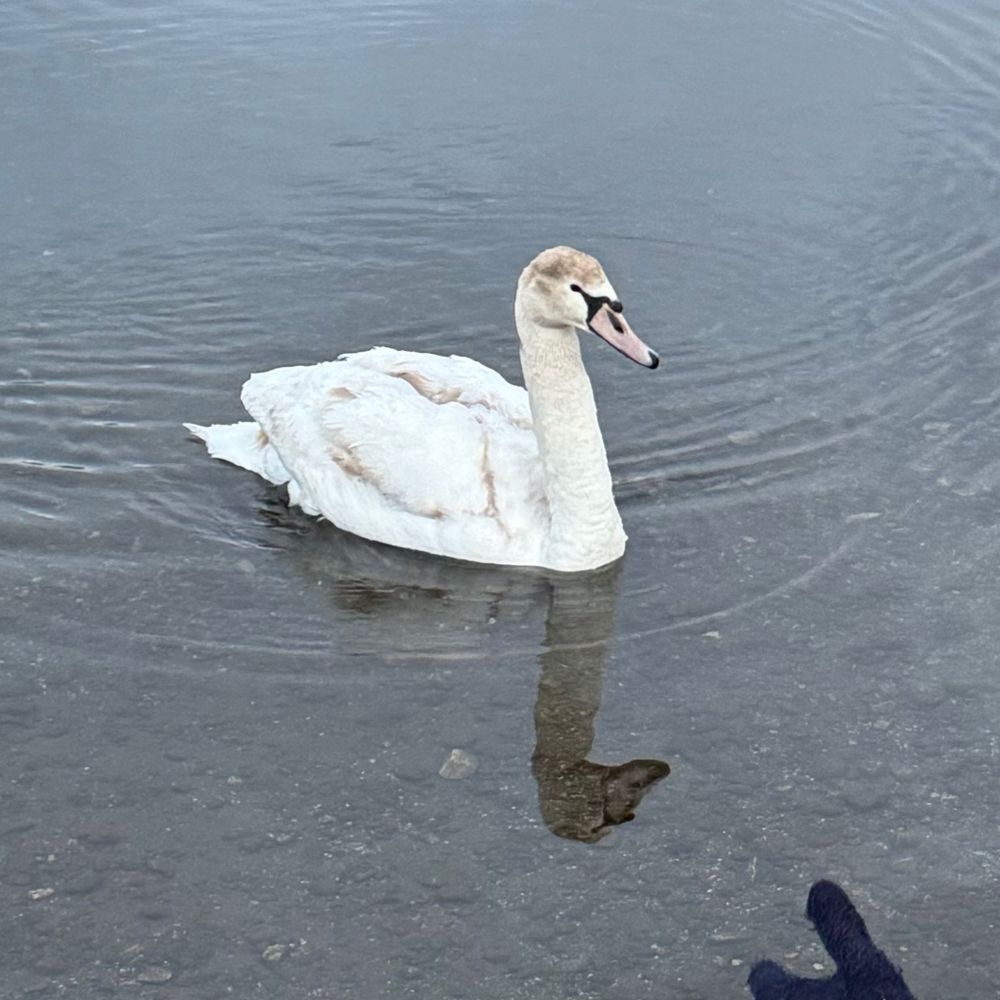 モヒョ
