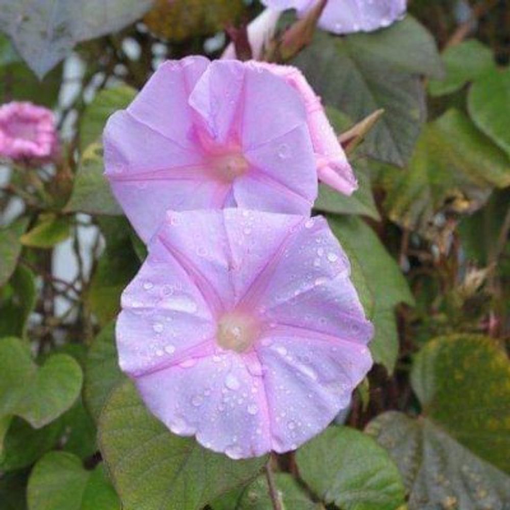 The Convolvulaceae Network