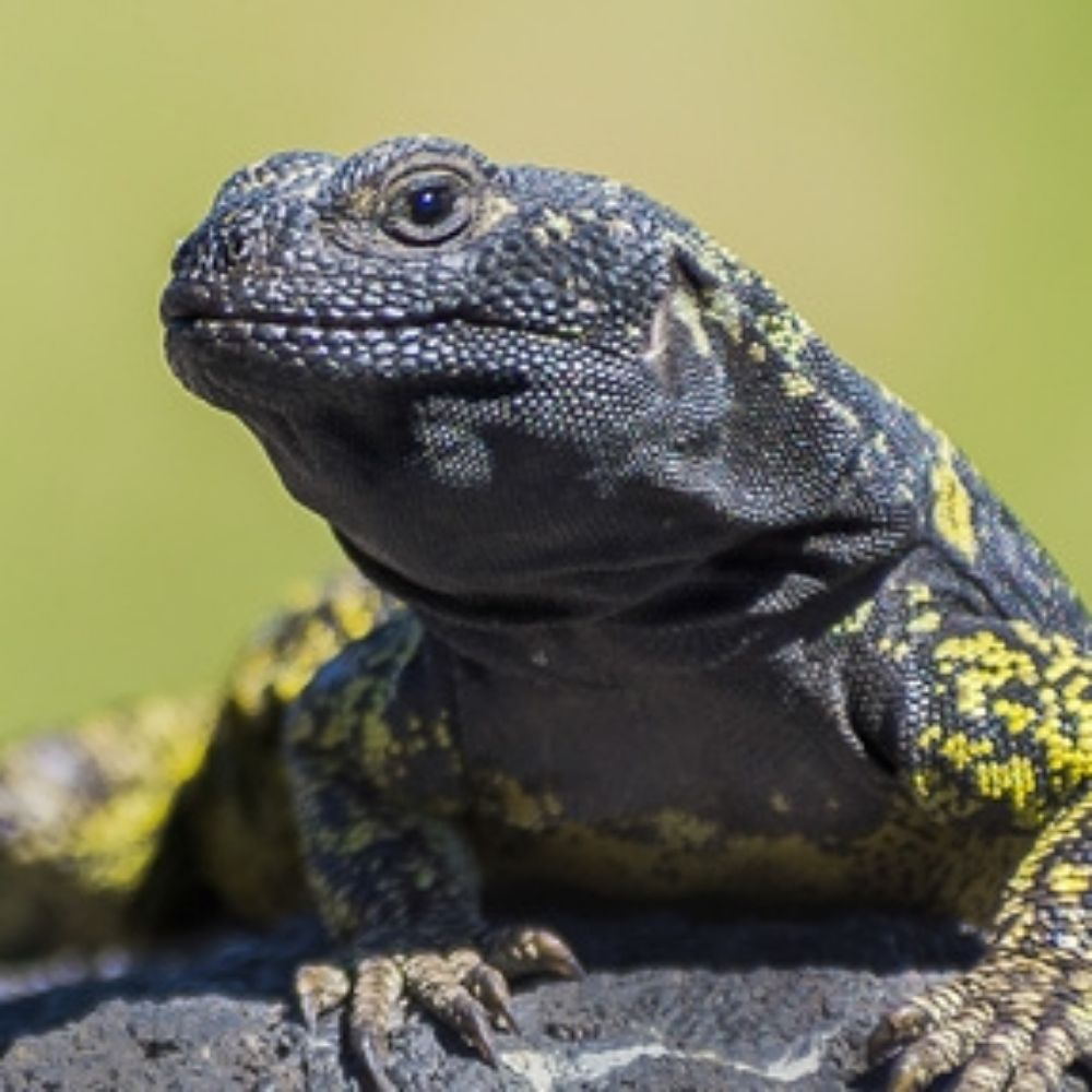 Vociferator rex