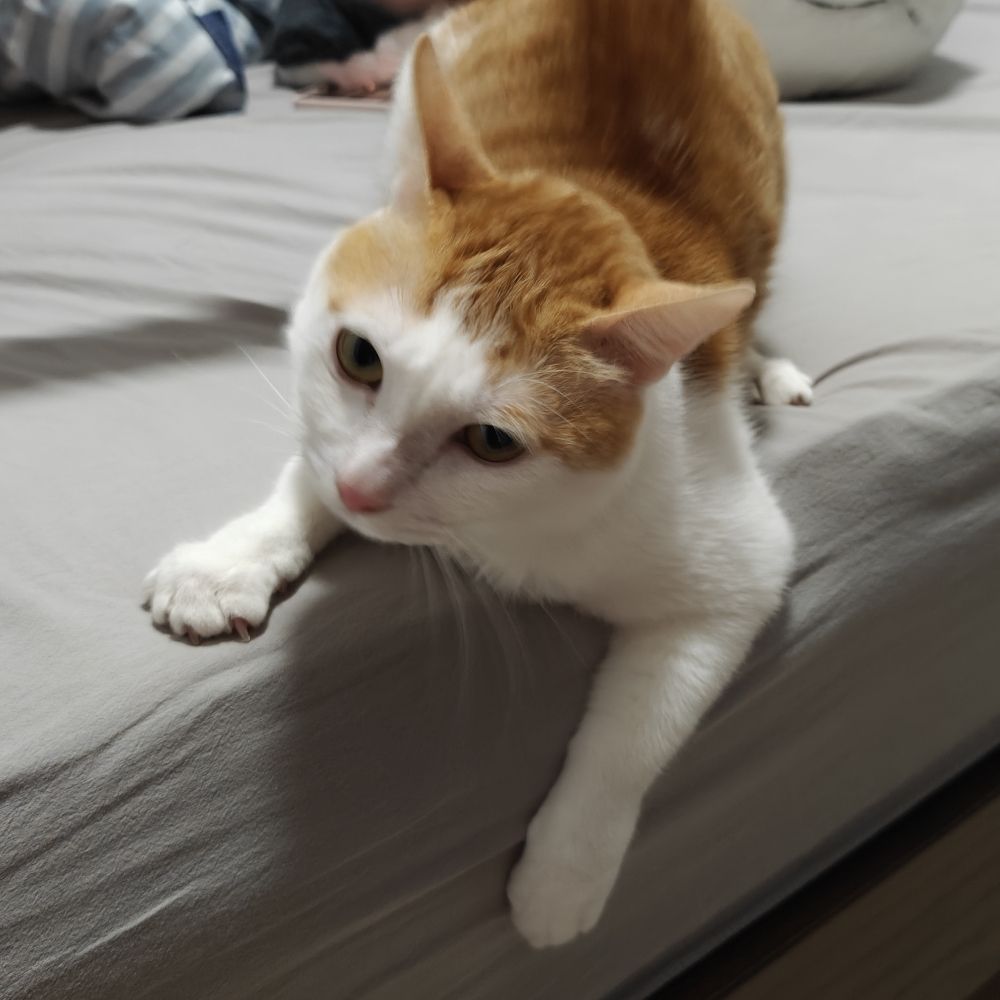 猫援朝