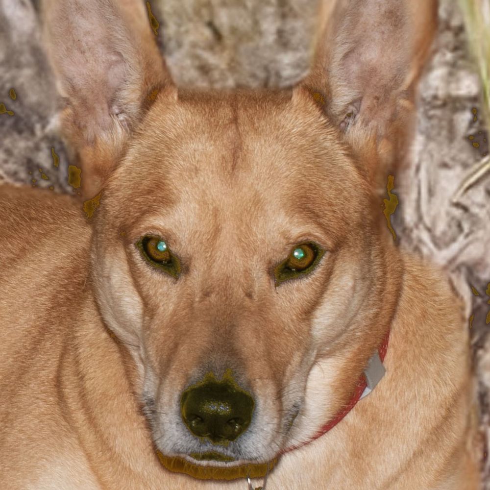 Drsoozie
