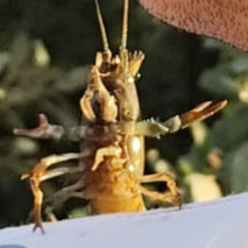 Cangrejo apollardao /kgol