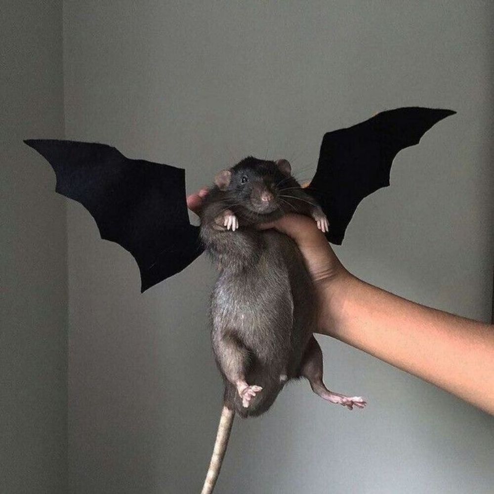 𝖇𝖊𝖑𝖆✩✞