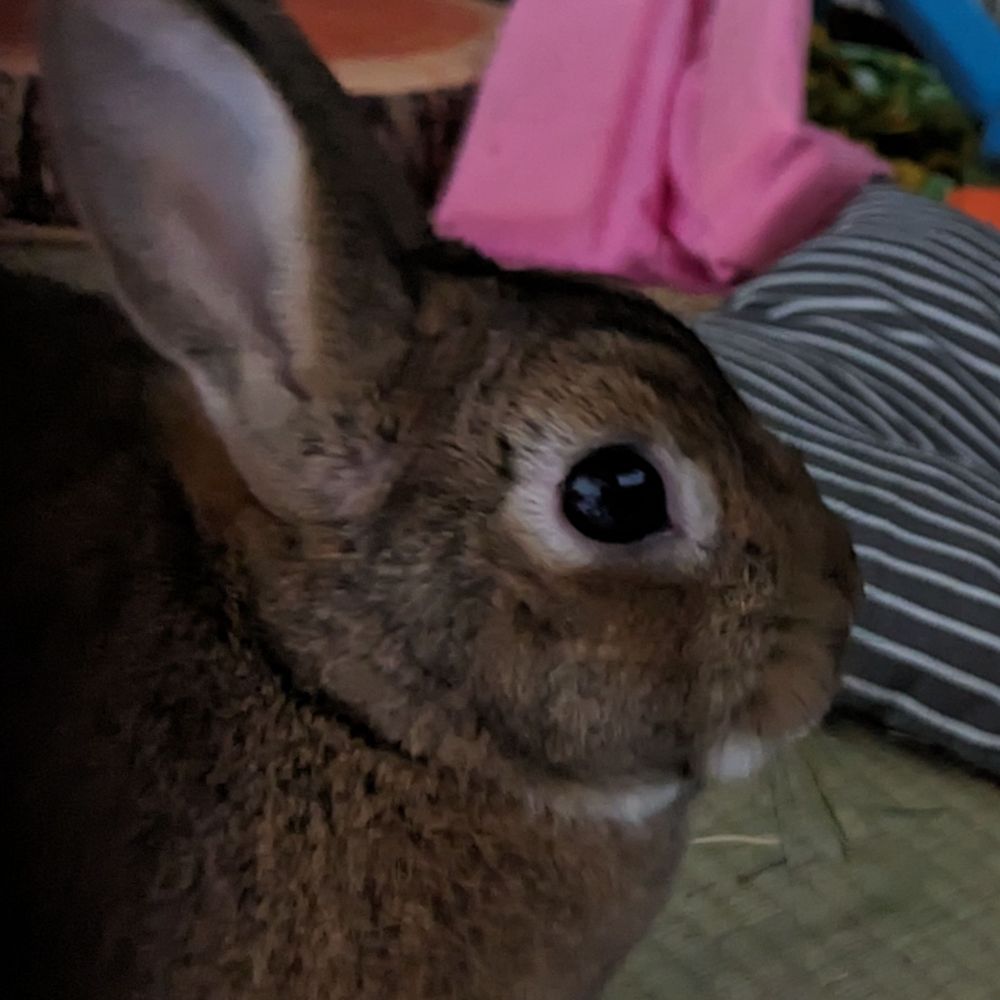 紫楽