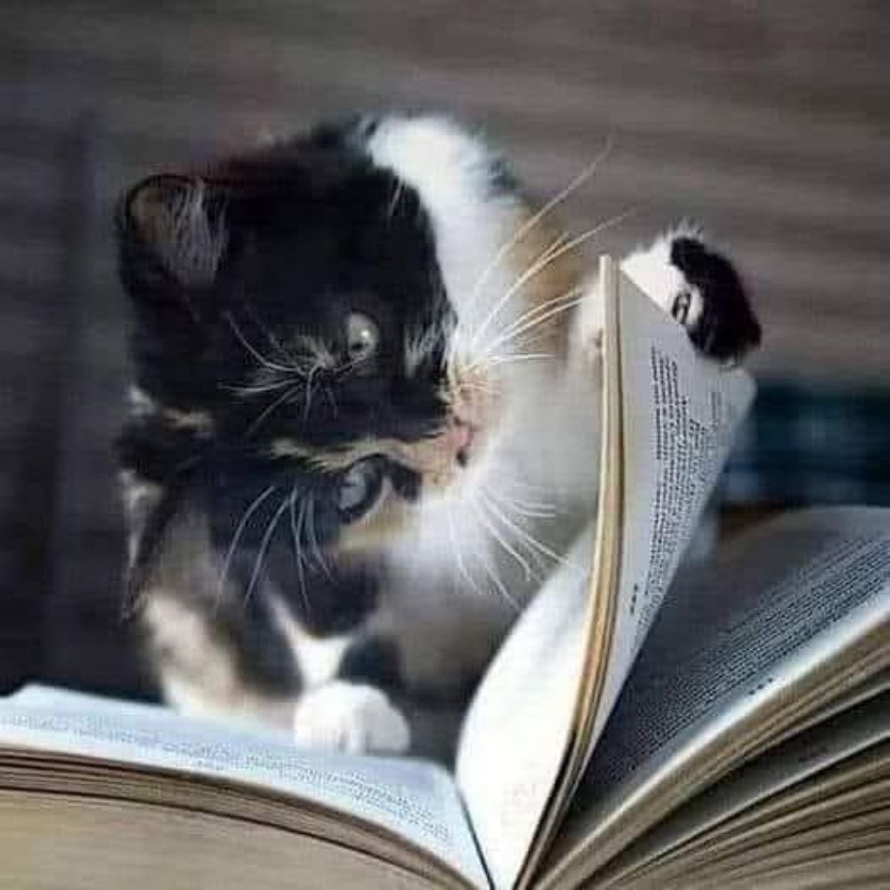 @CatPeopleUnite