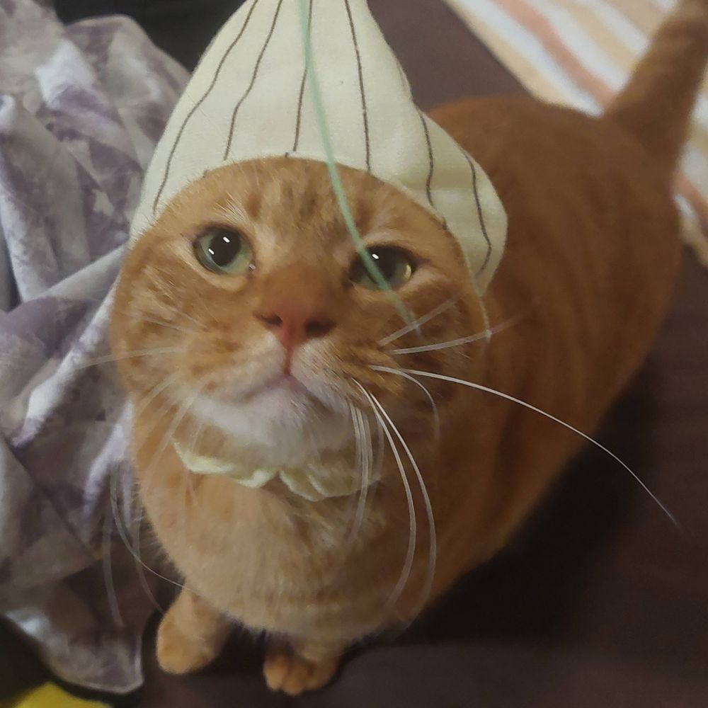 羊