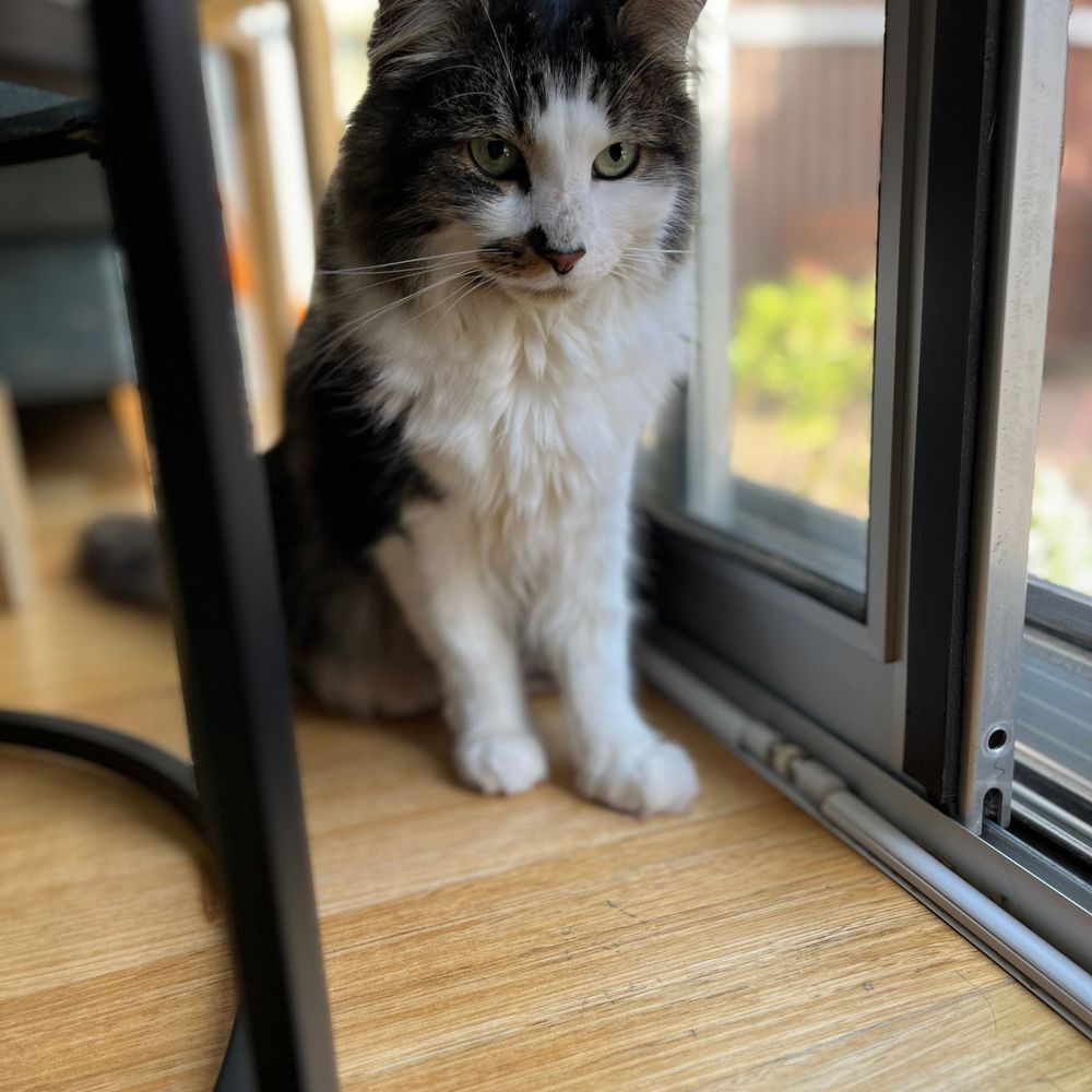 Meredith TE