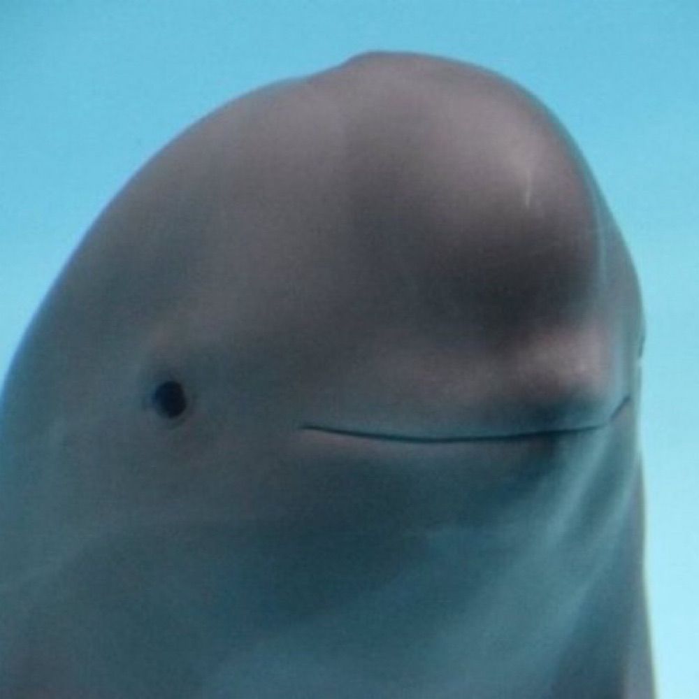 🐬🫧🩵🐋