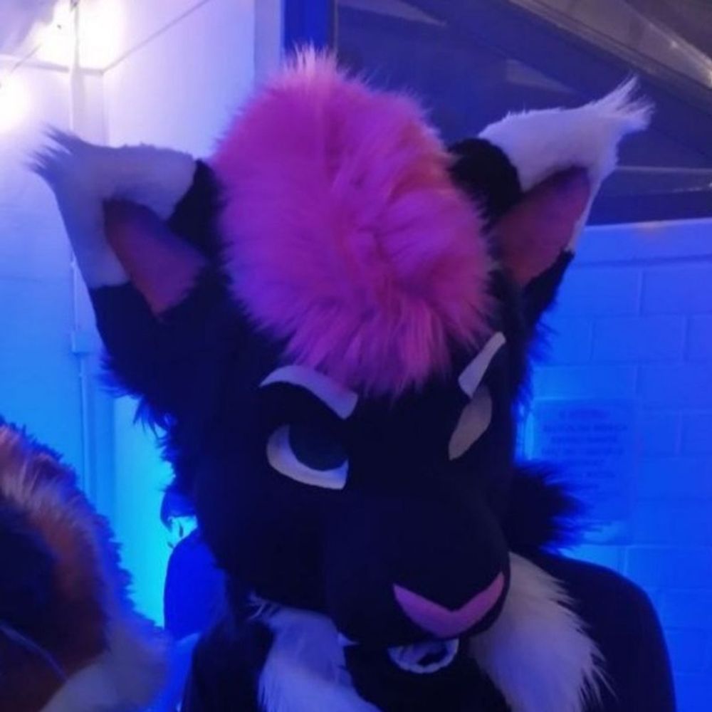 Akiracatto