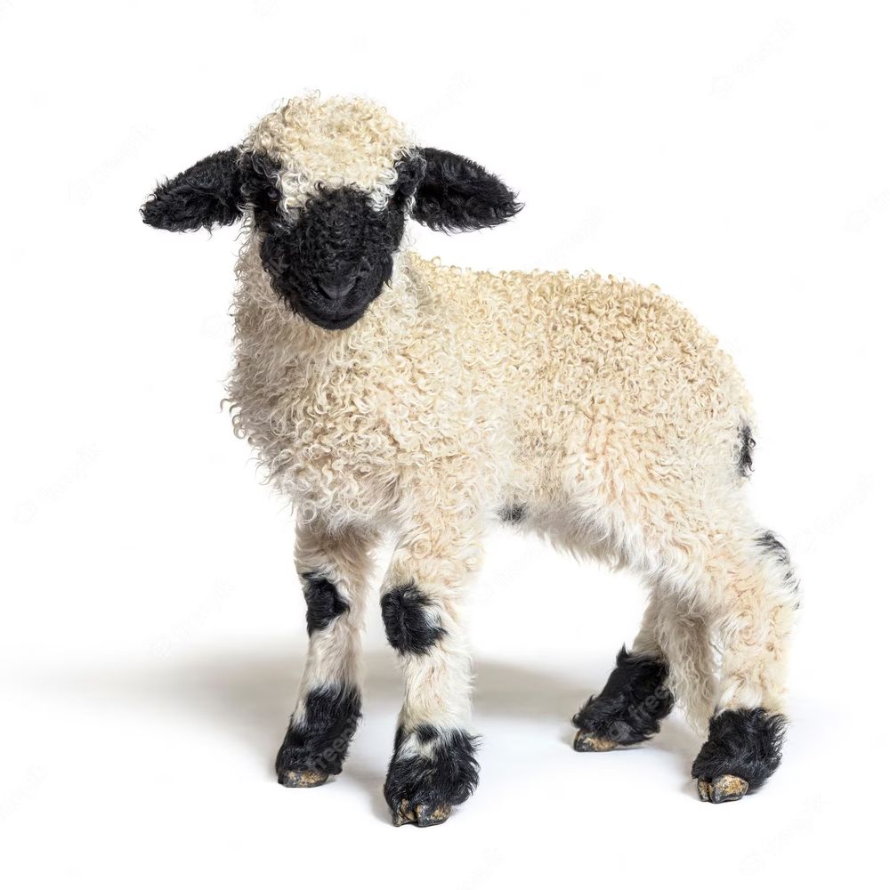 chris lamb