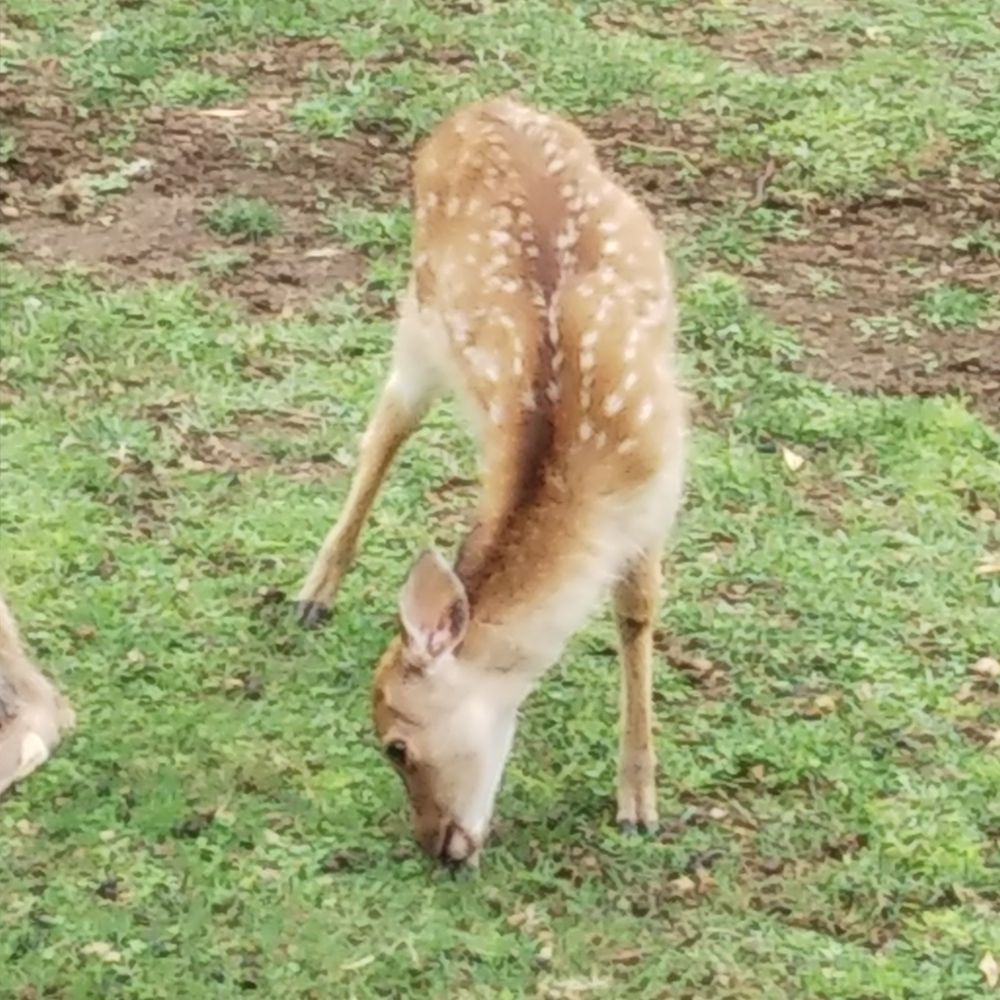 しかかしかだ