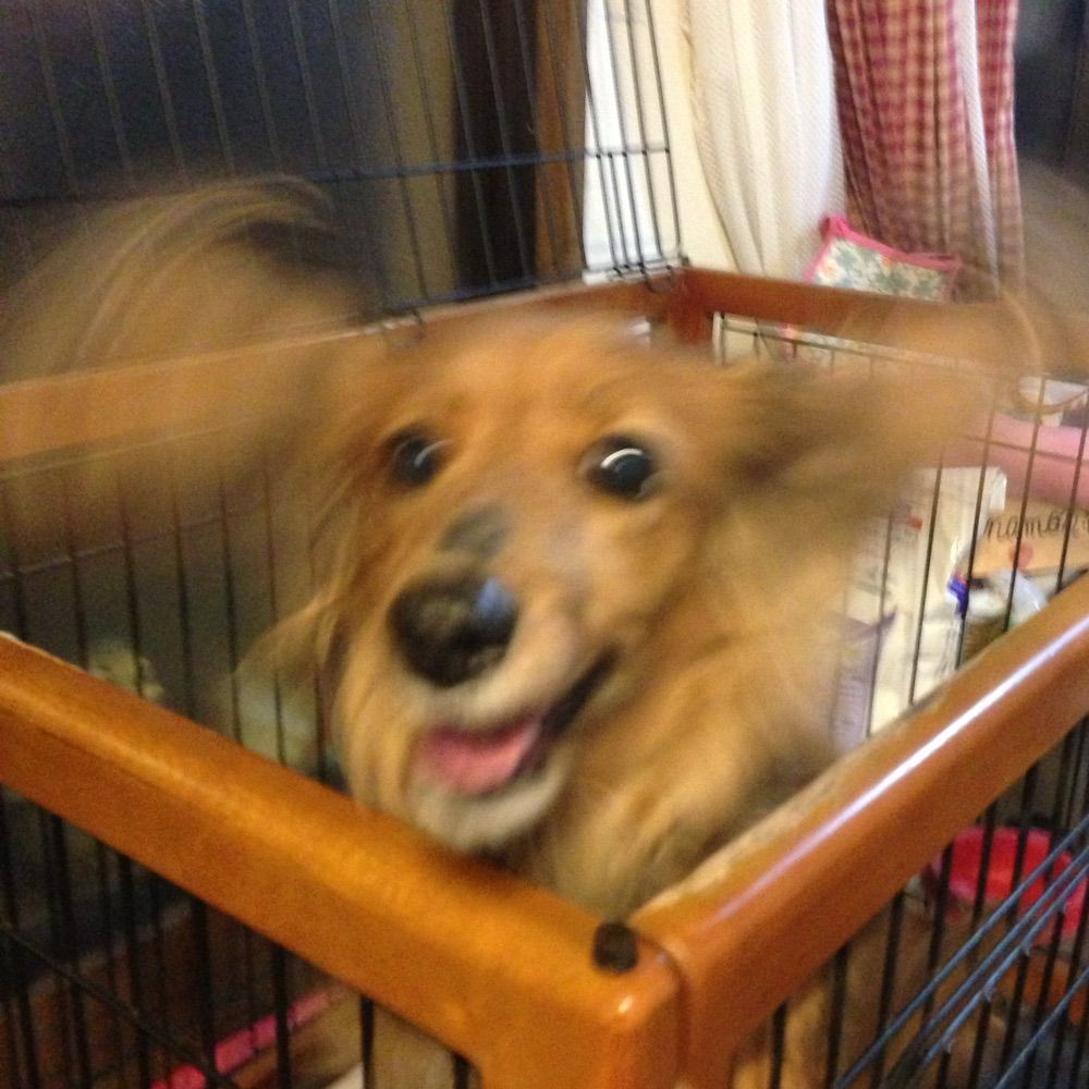 プロペラ