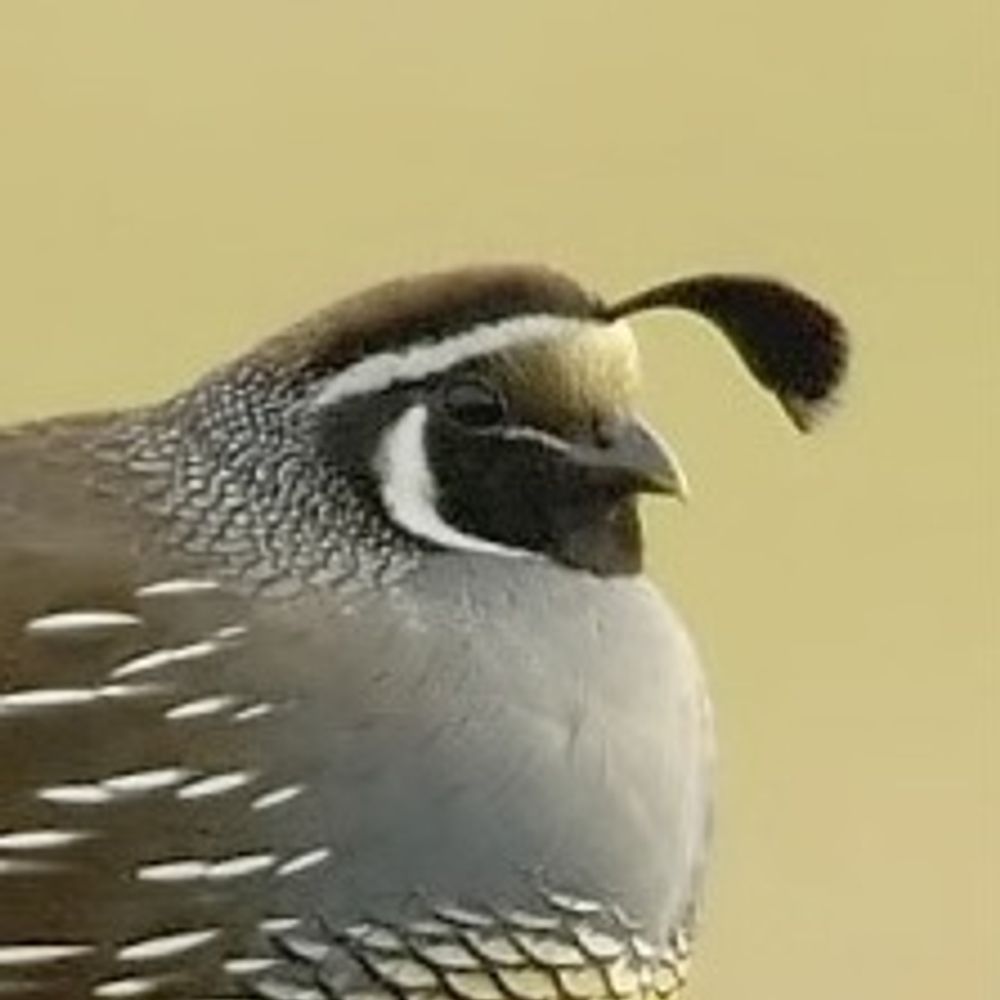 a small and round bird