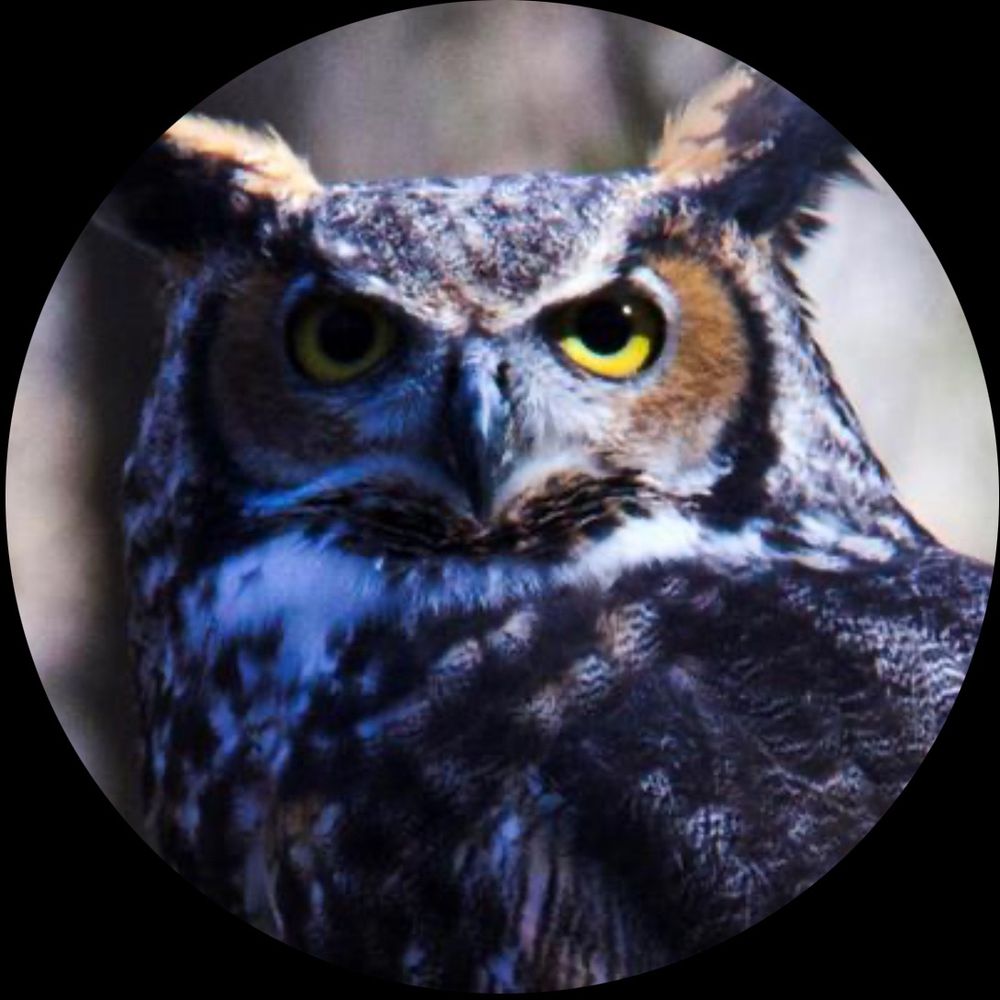 Wzowl's avatar