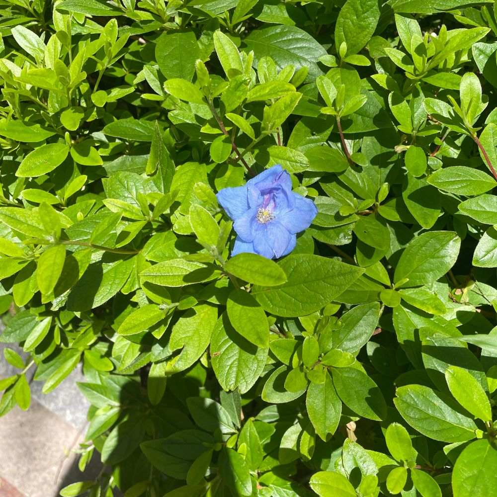 유목