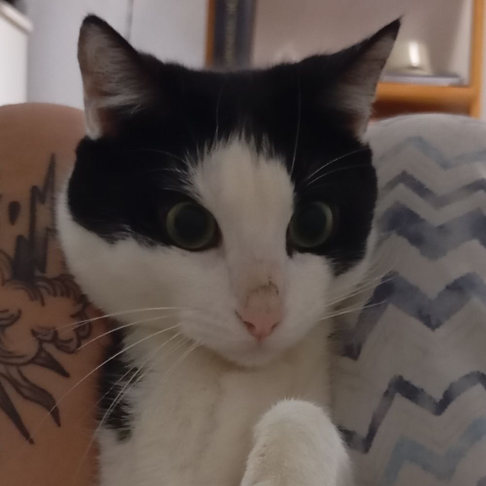 Pai de gato
