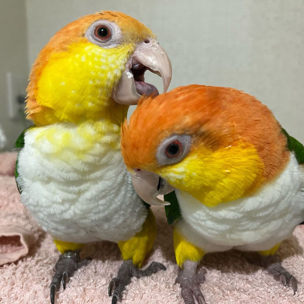 まなぴん