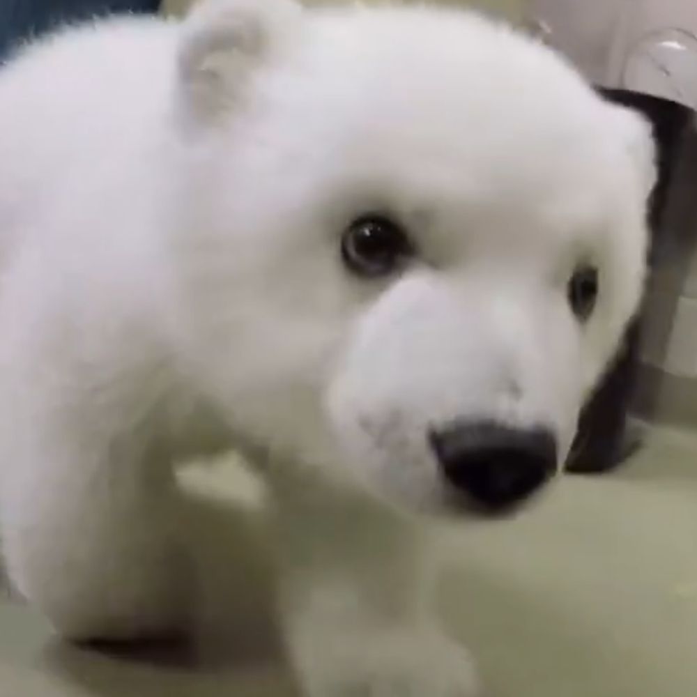 BearOfTheForest