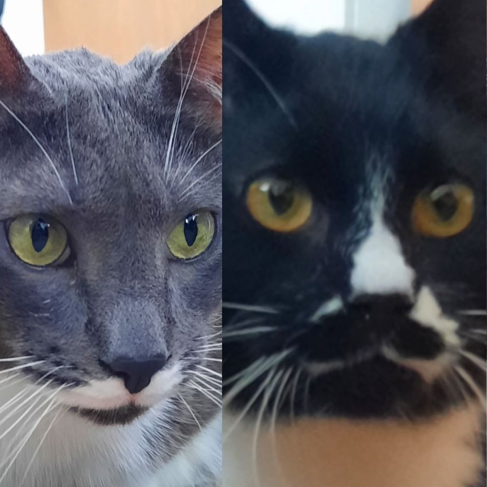 Cat Vs Cat