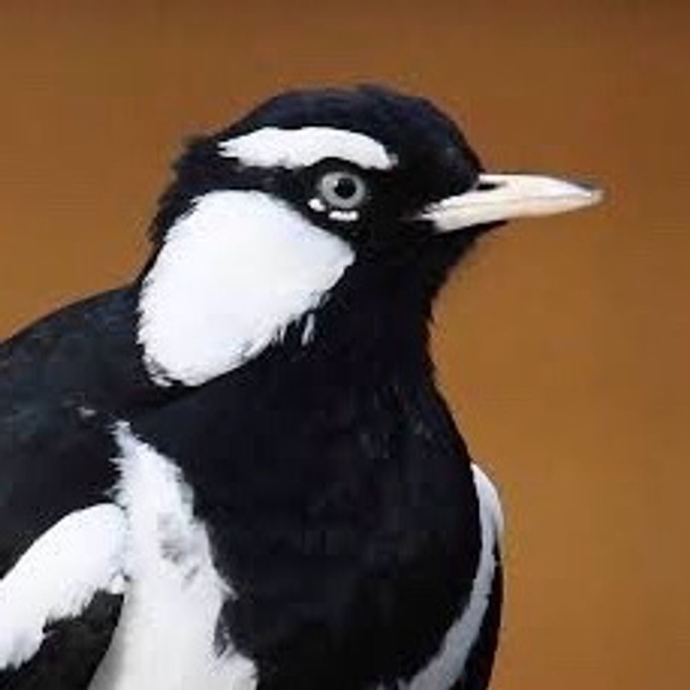 Murray Magpie's avatar