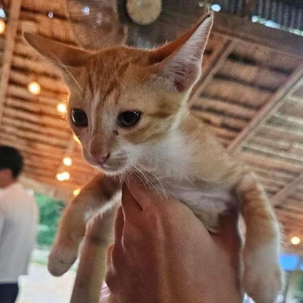 แจ๊ะแม๊ะ