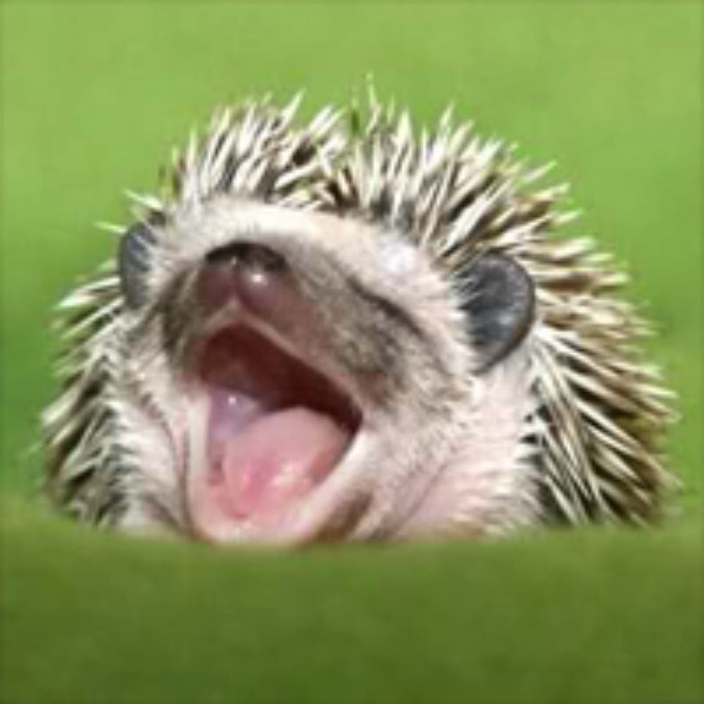 Internet Hedgehog 🦔 