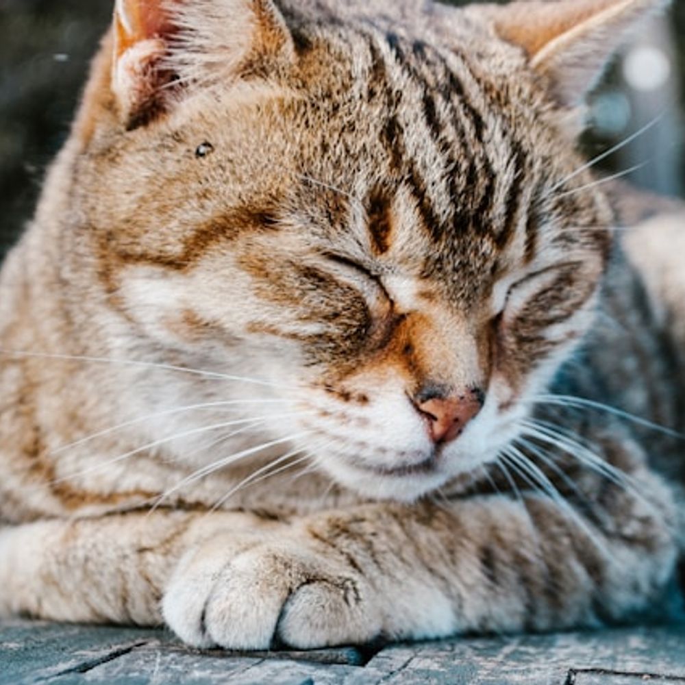 プロゴルファー猫
