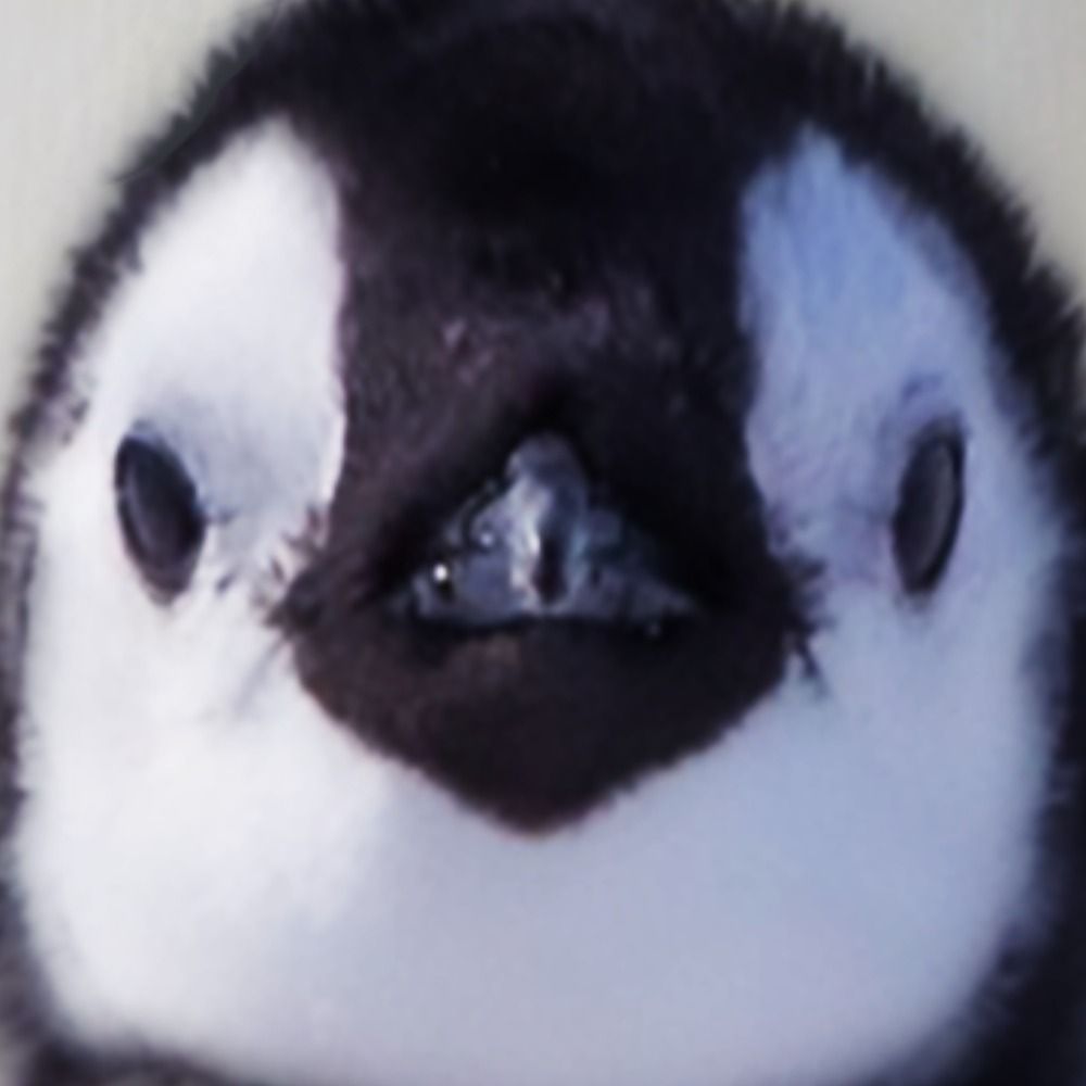 はやしぺんぎん