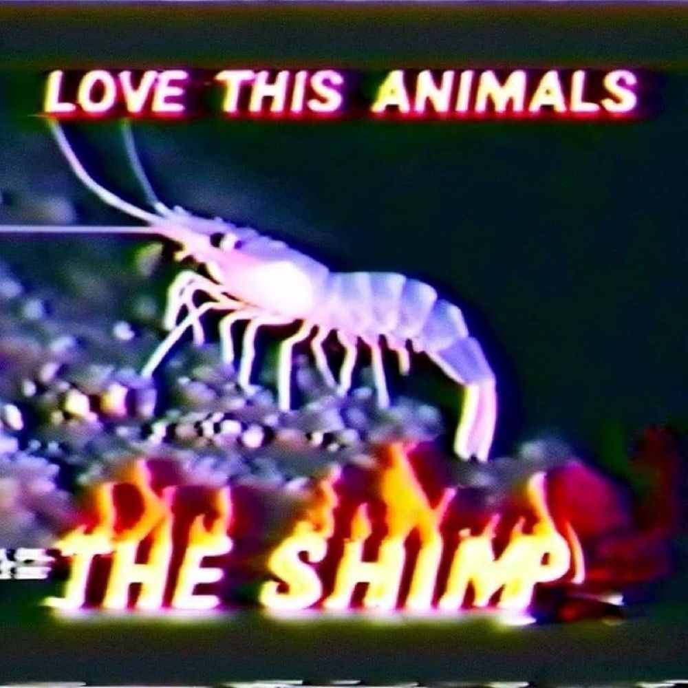 🌕🐁  T H E  S H I M P  🦐