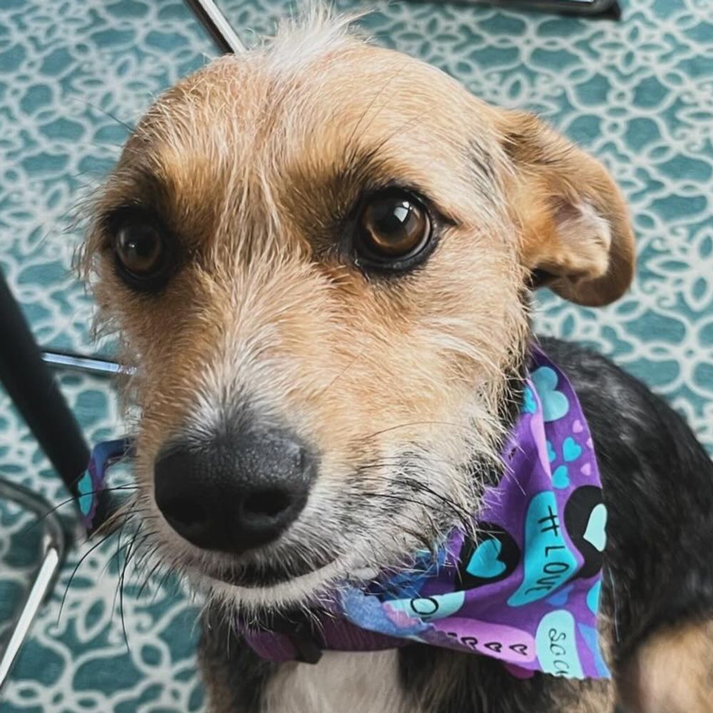 Tori the Pup