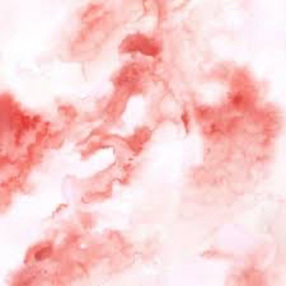 ayu