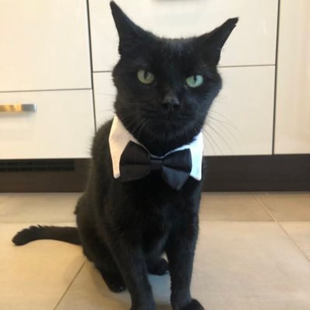 Pépito