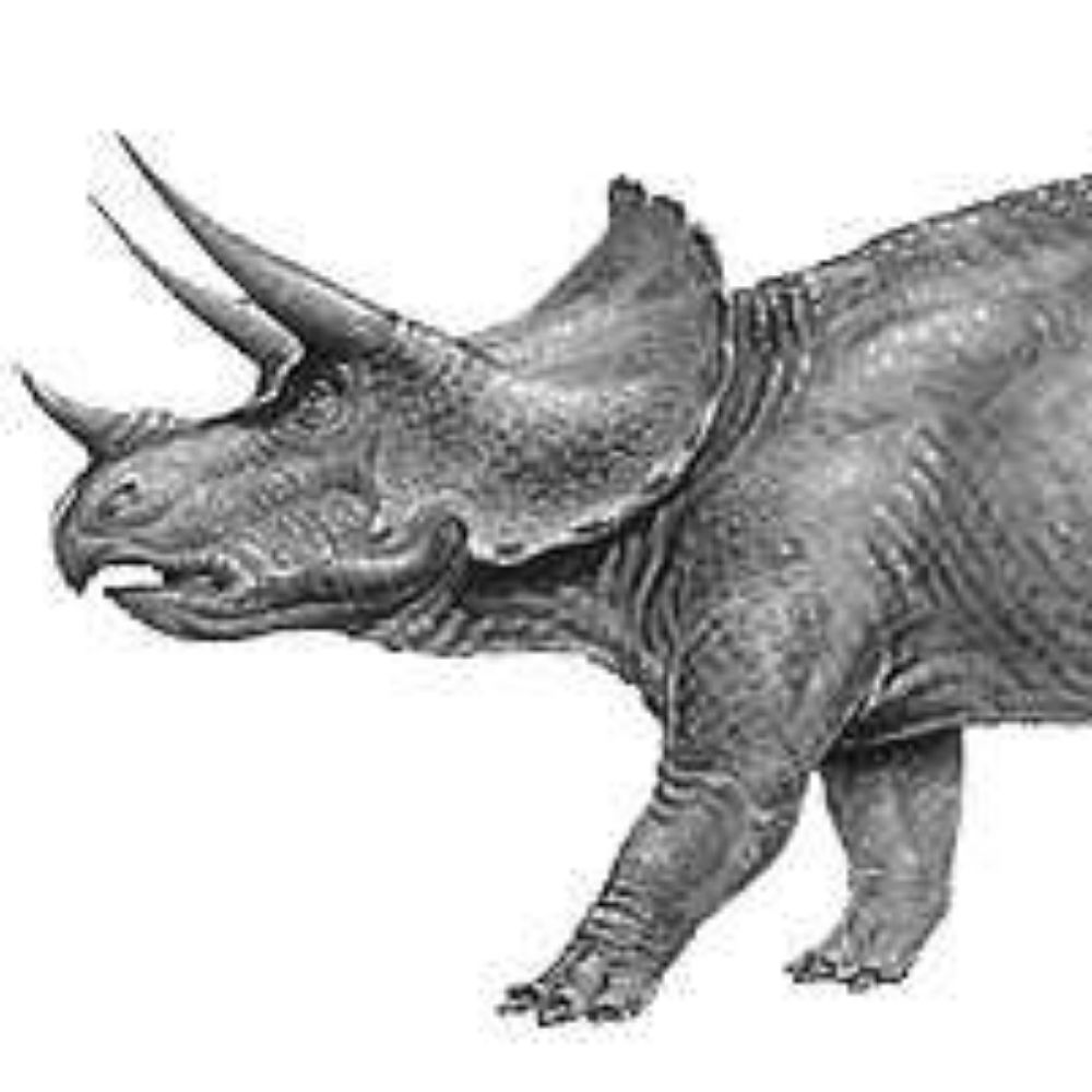 SUBTLE TRICERATOPS