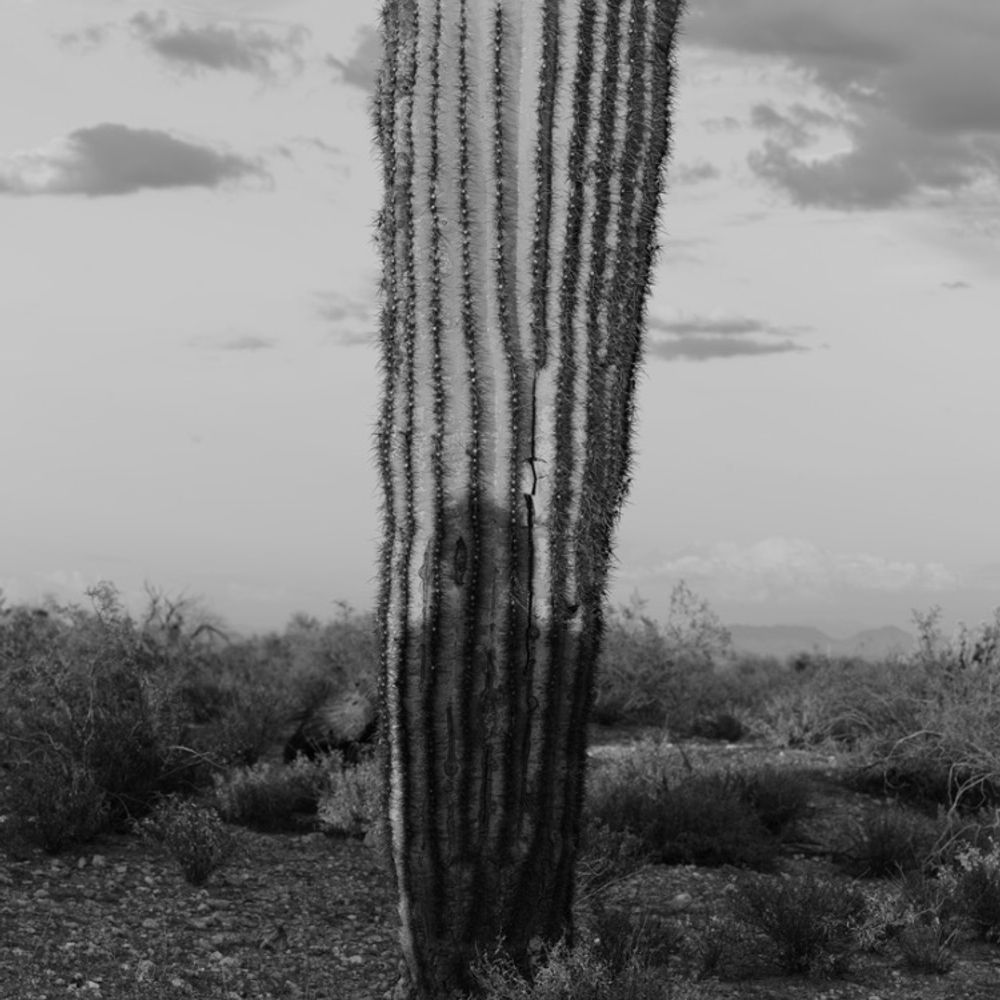 edgcardenas 