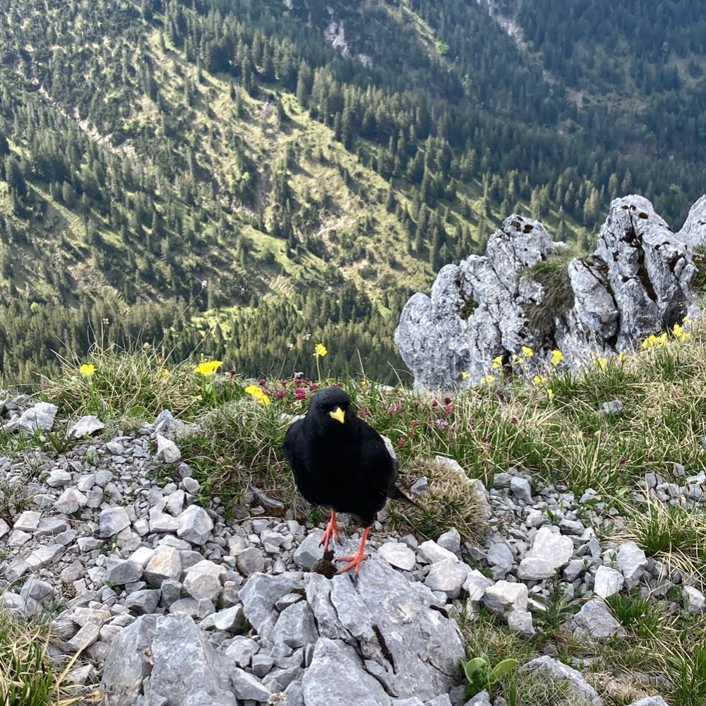 Kilian 