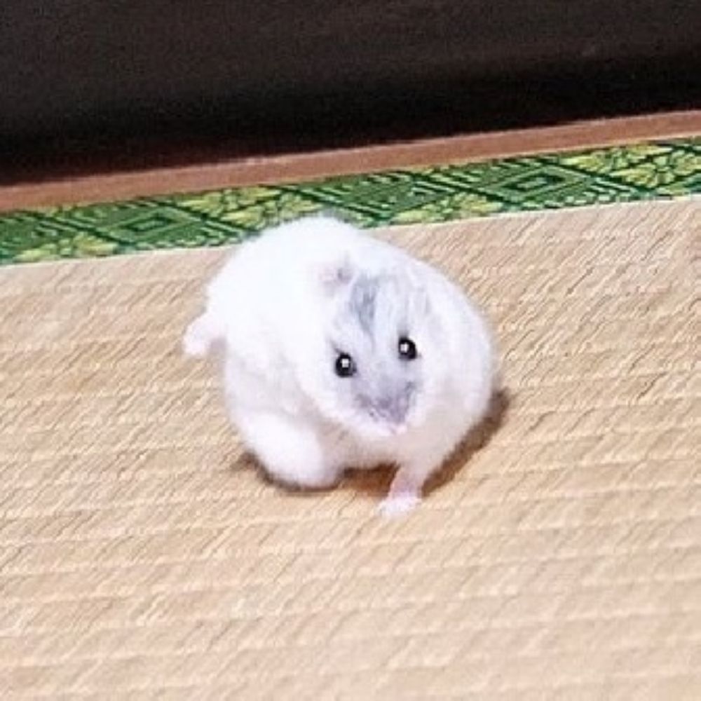 말하는 머피