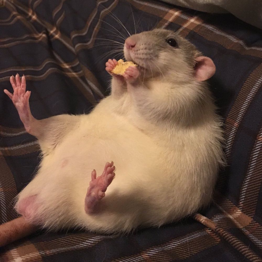 Gwrgi