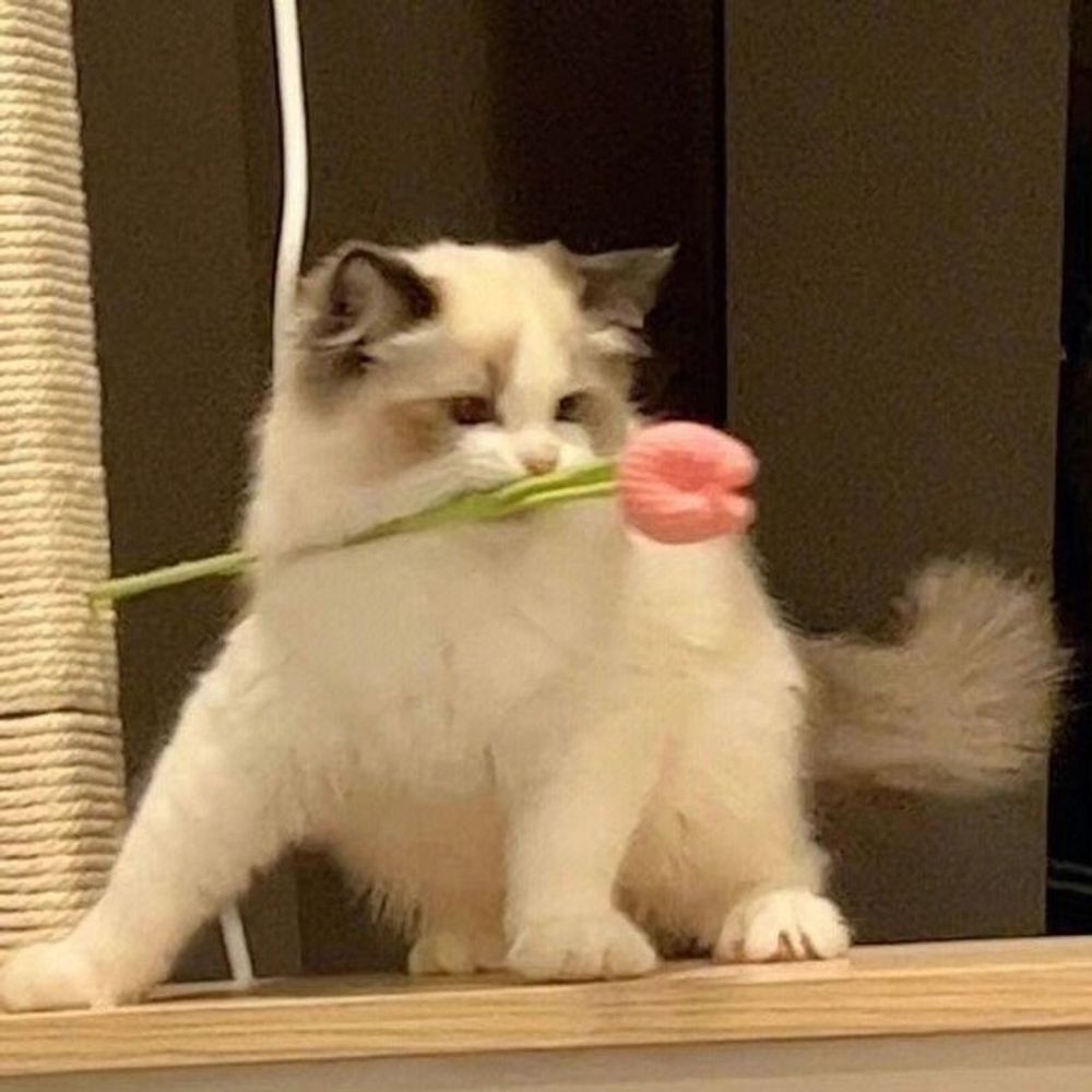rosie