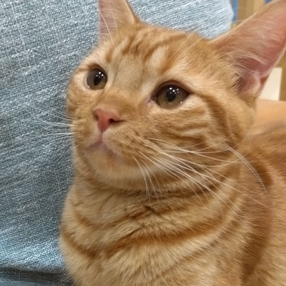 ドラマと猫