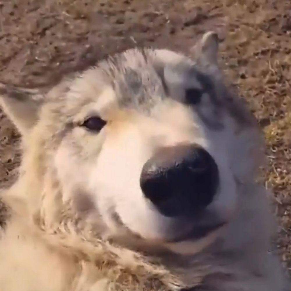 Wolfyrxus