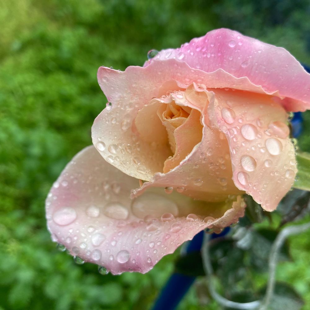 adrianaegomez.bsky.social