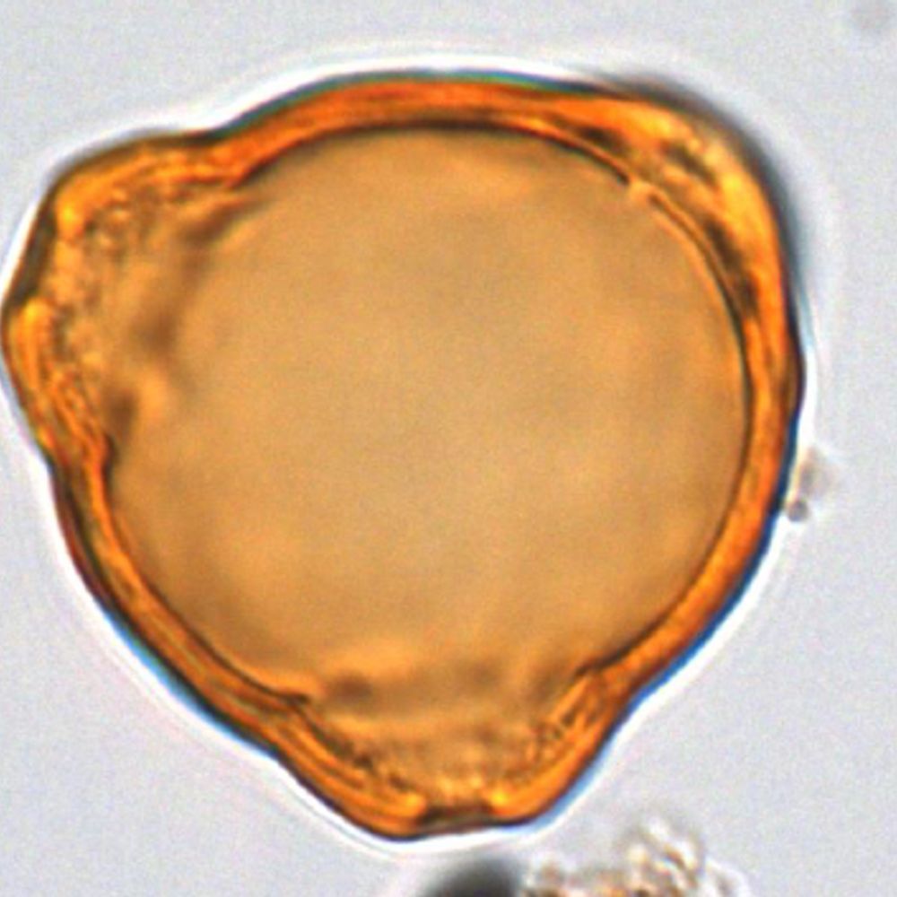 ANU Palaeoworks