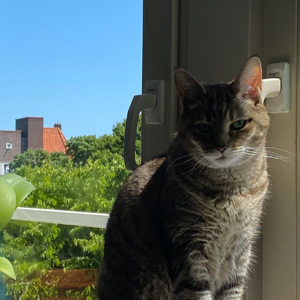 TinekeHeld