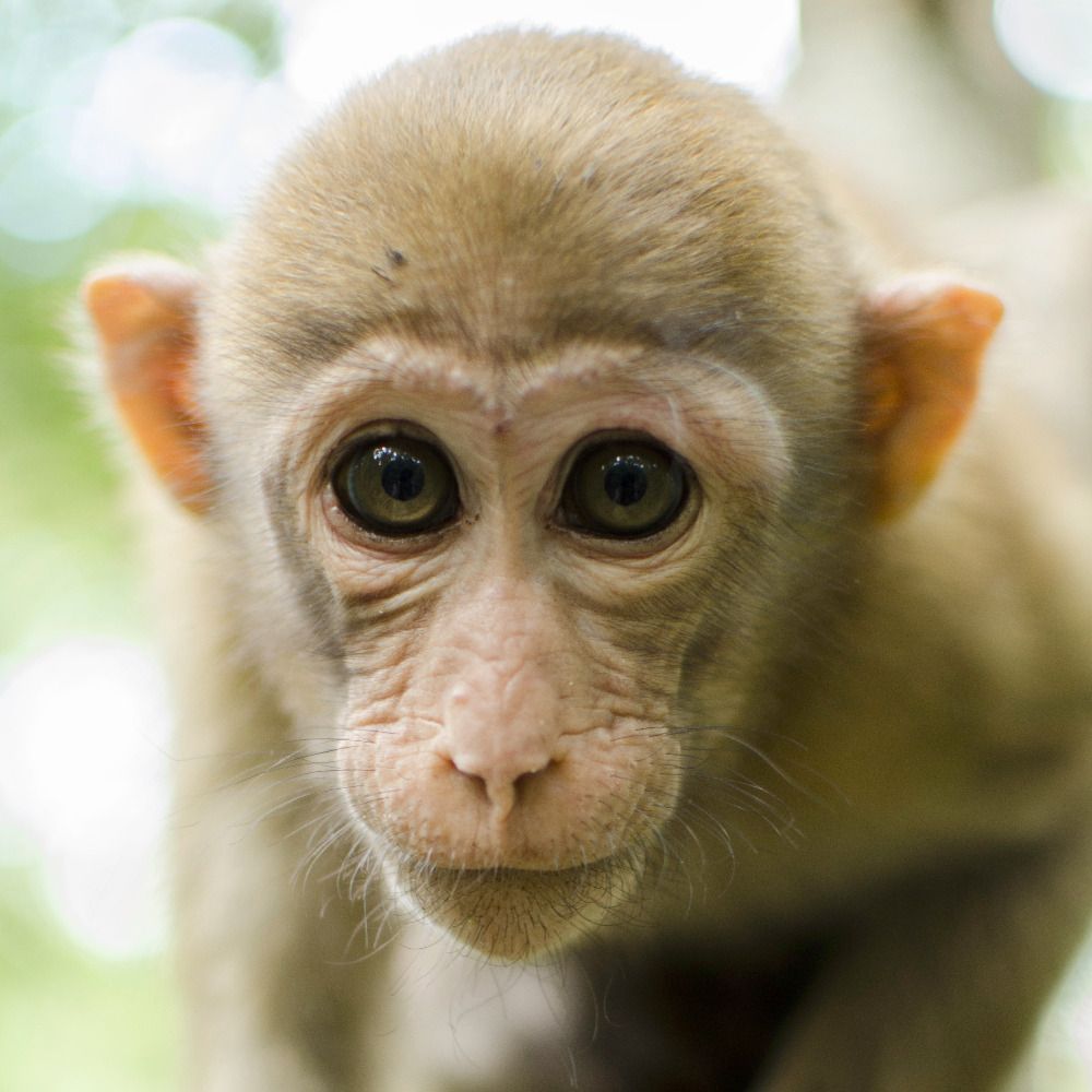 Primate Behavioral Ecology