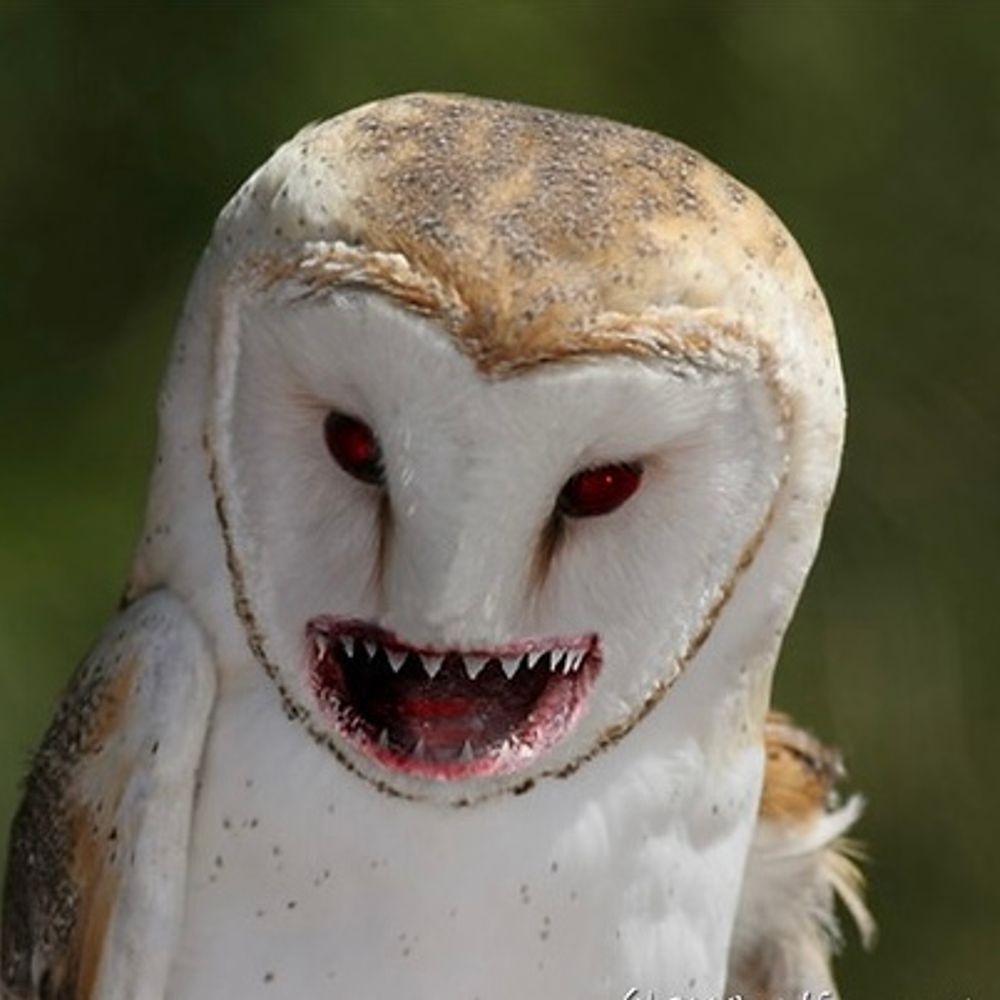 Normal Owl