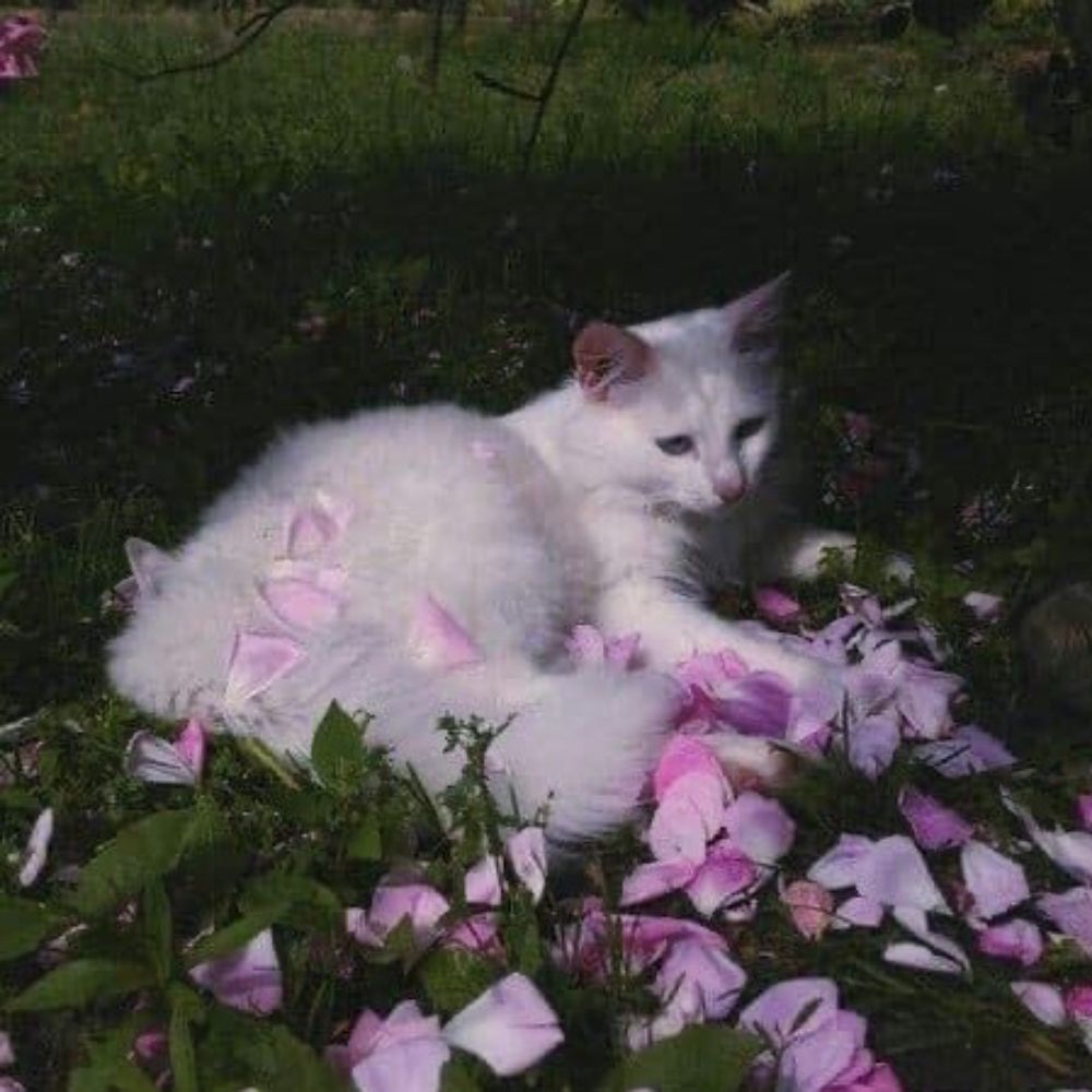 Gemma