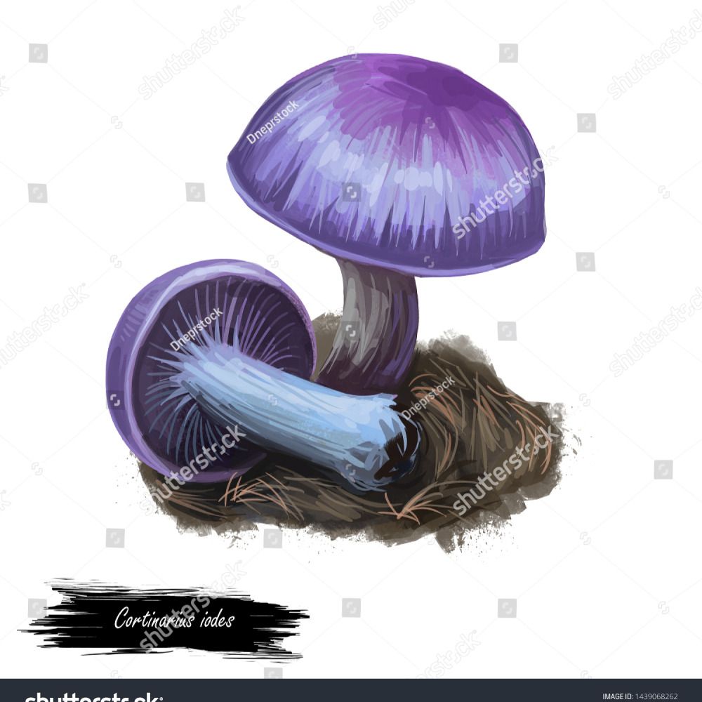 violet