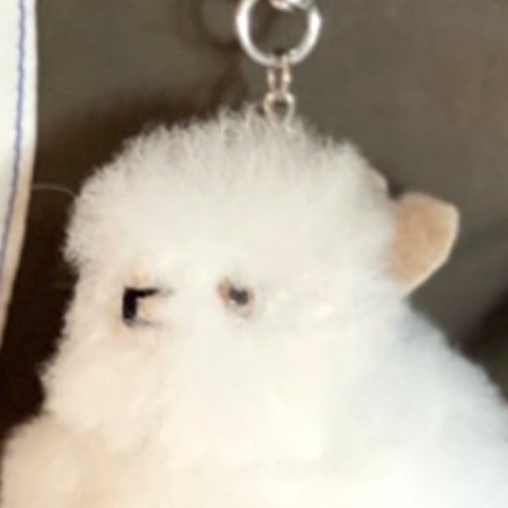 쪼