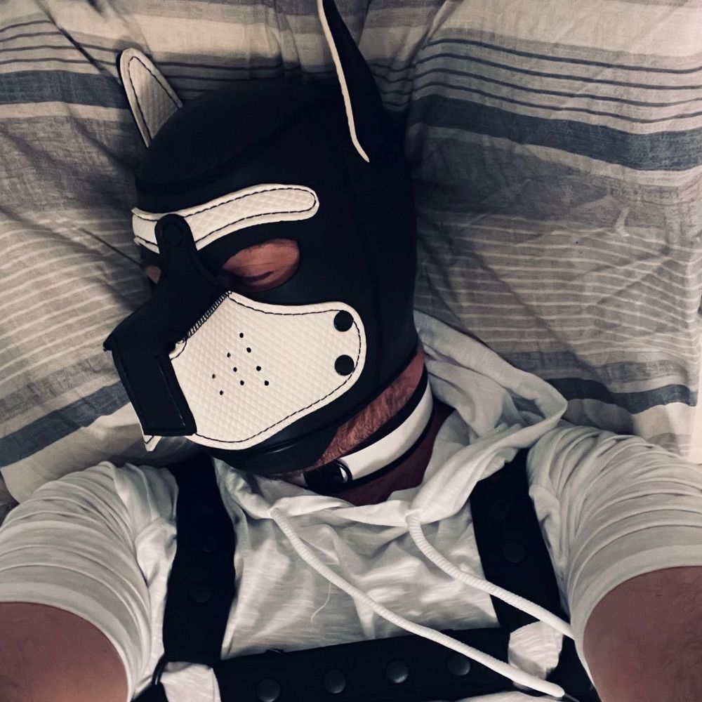 🐾 Pup Aio 🐾